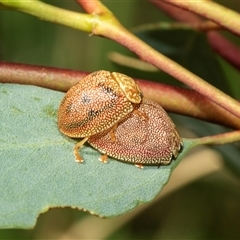 Paropsis atomaria (Eucalyptus leaf beetle) at Lawson, ACT - 28 Jan 2025 by AlisonMilton