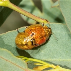 Paropsisterna cloelia (Eucalyptus variegated beetle) at Lawson, ACT - 27 Jan 2025 by AlisonMilton