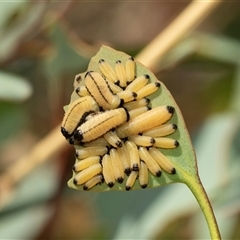 Paropsisterna cloelia (Eucalyptus variegated beetle) at Lawson, ACT - 28 Jan 2025 by AlisonMilton