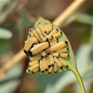 Paropsisterna cloelia at Lawson, ACT - 28 Jan 2025 10:05 AM