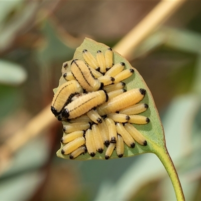 Paropsisterna cloelia (Eucalyptus variegated beetle) at Lawson, ACT - 27 Jan 2025 by AlisonMilton