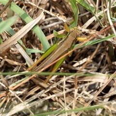 Bermius brachycerus (A grasshopper) at Lawson, ACT - 28 Jan 2025 by AlisonMilton