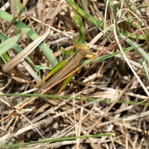 Bermius brachycerus at Lawson, ACT - 28 Jan 2025 10:06 AM