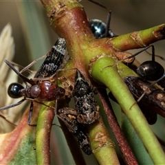 Eurypella tasmaniensis (Eurypella tasmaniensis) at Lawson, ACT - 27 Jan 2025 by AlisonMilton