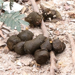 Vombatus ursinus at Yass River, NSW - 29 Jan 2025 by ConBoekel