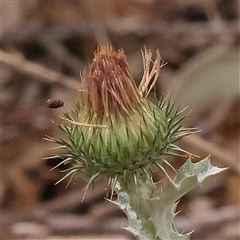 Unidentified Other Wildflower or Herb at Yass River, NSW - 29 Jan 2025 by ConBoekel