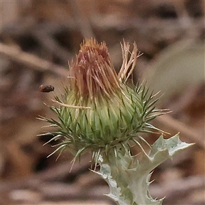 Unidentified Other Wildflower or Herb at Yass River, NSW by ConBoekel