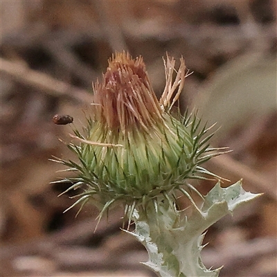 Unidentified Other Wildflower or Herb at Yass River, NSW - 29 Jan 2025 by ConBoekel