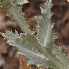 Onopordum acanthium at Yass River, NSW - 30 Jan 2025 08:52 AM