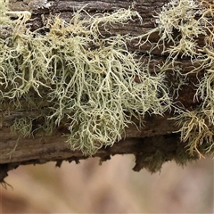 Usnea sp. (genus) (Bearded lichen) at Yass River, NSW - 30 Jan 2025 by ConBoekel