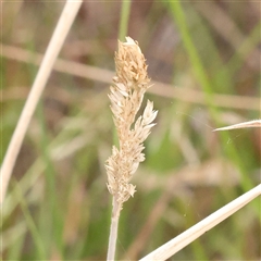 Phalaris aquatica at Yass River, NSW - 29 Jan 2025 by ConBoekel