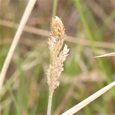 Phalaris aquatica at Yass River, NSW - 29 Jan 2025 by ConBoekel