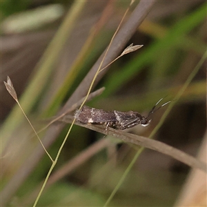 Unidentified Moth (Lepidoptera) at Yass River, NSW by ConBoekel