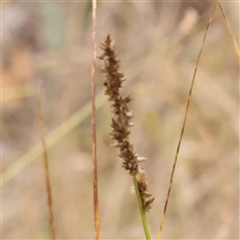 Carex appressa at Yass River, NSW - 29 Jan 2025 by ConBoekel