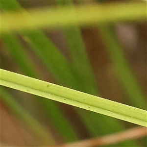 Carex appressa at Yass River, NSW - 30 Jan 2025 09:03 AM