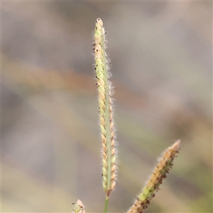 Paspalum dilatatum at Yass River, NSW by ConBoekel