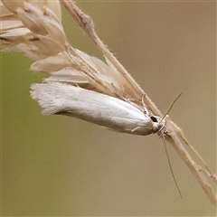 Unidentified Moth (Lepidoptera) at Yass River, NSW - 29 Jan 2025 by ConBoekel