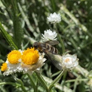 Unidentified Bee (Hymenoptera, Apiformes) at Lyneham, ACT by Mulch