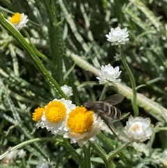 Villa sp. (genus) at Lyneham, ACT - suppressed