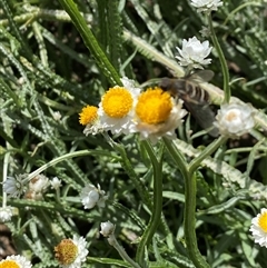 Villa sp. (genus) at Lyneham, ACT - suppressed