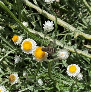 Villa sp. (genus) at Lyneham, ACT - suppressed