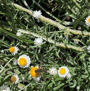 Villa sp. (genus) at Lyneham, ACT - suppressed