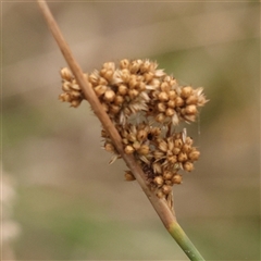 Juncus sp. at Yass River, NSW - 29 Jan 2025 by ConBoekel