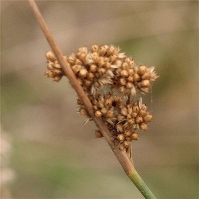 Juncus sp. at Yass River, NSW - 29 Jan 2025 by ConBoekel