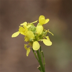 Unidentified Other Wildflower or Herb at Yass River, NSW - 29 Jan 2025 by ConBoekel