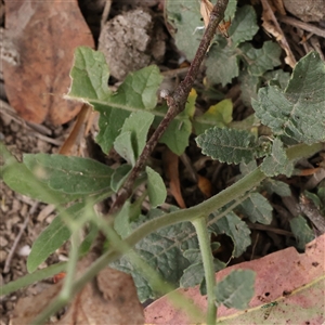 Hirschfeldia incana at Yass River, NSW - 30 Jan 2025 09:13 AM