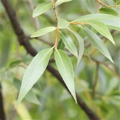 Salix sp. (A Willow) at Yass River, NSW - 30 Jan 2025 by ConBoekel