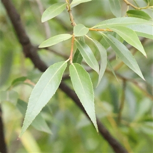 Unidentified Other Tree at Yass River, NSW by ConBoekel