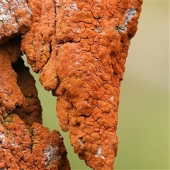 Unidentified Lichen at Yass River, NSW - 30 Jan 2025 by ConBoekel