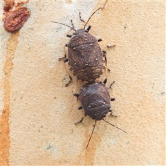 Platycoris rotundatus (A shield bug) at Yass River, NSW - 30 Jan 2025 by ConBoekel