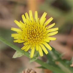 Sonchus asper (Prickly Sowthistle) at Yass River, NSW - 30 Jan 2025 by ConBoekel