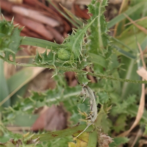 Sonchus asper at Yass River, NSW - 30 Jan 2025 09:21 AM