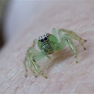 Mopsus mormon (Green Jumping Spider) at Pottsville, NSW by bluegum