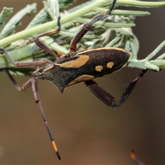 Mictis profana (Crusader Bug) at Lawson, ACT - 28 Jan 2025 by AlisonMilton