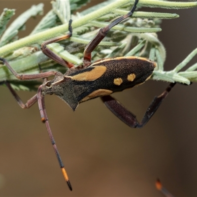 Mictis profana (Crusader Bug) at Lawson, ACT - 28 Jan 2025 by AlisonMilton