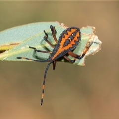 Amorbus sp. (genus) (Eucalyptus Tip bug) at Lawson, ACT - 27 Jan 2025 by AlisonMilton