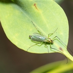 Axarus sp. (genus) (A non-biting midge) at Lawson, ACT - 28 Jan 2025 by AlisonMilton