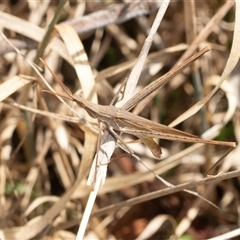 Acrida conica (Giant green slantface) at Lawson, ACT - 27 Jan 2025 by AlisonMilton