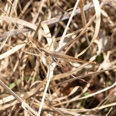 Acrida conica at Lawson, ACT - 28 Jan 2025 10:27 AM