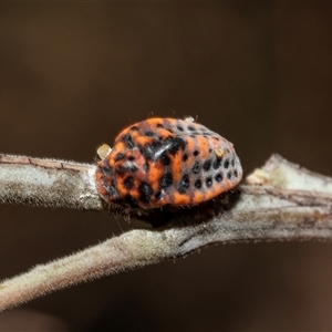 Monophlebulus sp. (genus) at Lawson, ACT by AlisonMilton