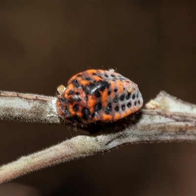 Icerya acaciae (Acacia mealy bug) at Lawson, ACT - 28 Jan 2025 by AlisonMilton