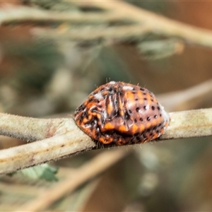 Icerya acaciae at Lawson, ACT - 28 Jan 2025 11:00 AM