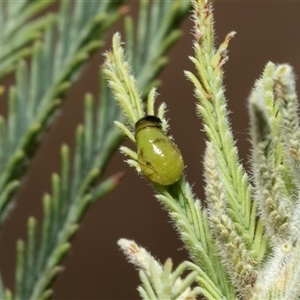 Calomela sp. (genus) (Acacia leaf beetle) at Lawson, ACT by AlisonMilton