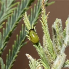 Calomela sp. (genus) at Lawson, ACT - 28 Jan 2025 10:59 AM