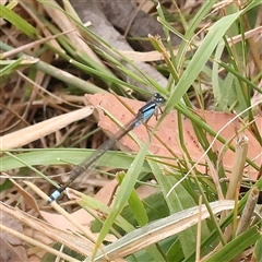 Ischnura heterosticta (Common Bluetail Damselfly) at Yass River, NSW - 30 Jan 2025 by ConBoekel