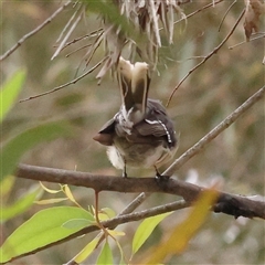 Rhipidura albiscapa at Yass River, NSW - 29 Jan 2025 by ConBoekel